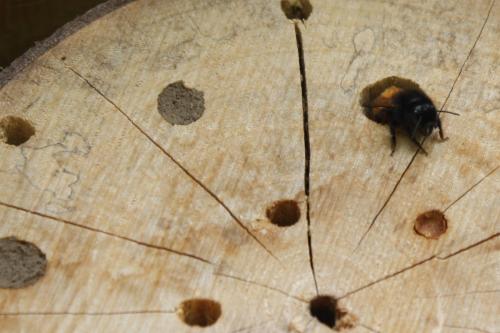 Osmia cornuta